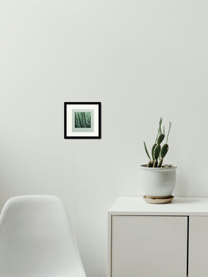 "Agave"